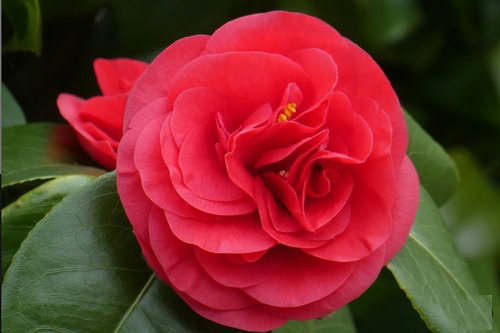 Camelia Colores Rojo O Blanco 100cm De Altura Aprox. | Meses sin intereses