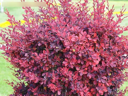 Semillas De Agracejo Rojo O Berberis Purpura X 10 Unid.