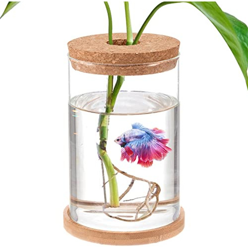 Betta Fish Tank - Mini Fish Bowls For Beta Fish, Glass ...