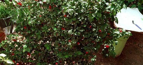 30 Sementes De Pimentas Vermelhas Ardentes E Saborosas