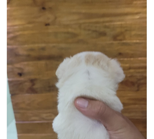 Lindos Filhotes De Chihuahua Disponíveis