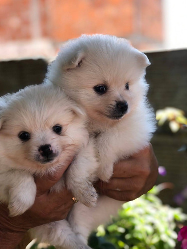 Cachorros Pomsky Mini Lobo Perros Poski Ponskie Mascotas