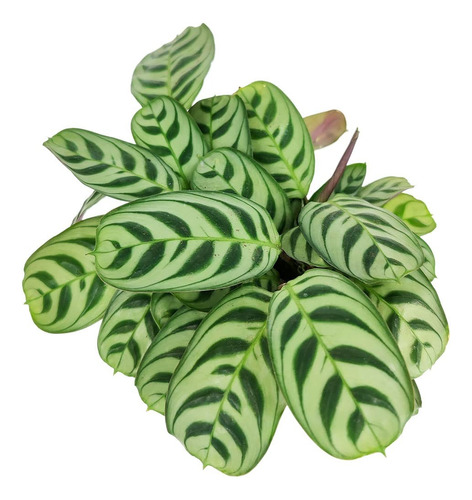 Calathea Burle Marxii Planta De Interior