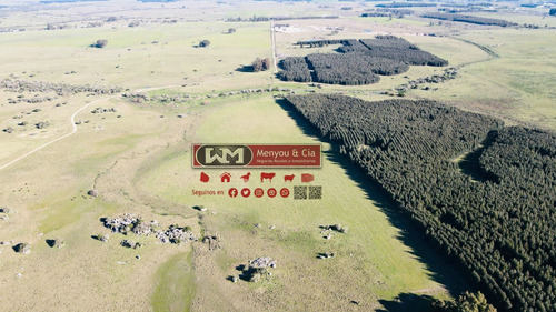 Venta Campo Soriano 100has Agrícola Ganadero Forestal Con 75% Suelos Agrícolas Y Con Renta Forestal Entrega Inmediata
