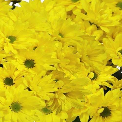 10 Varas Flores Naturales Mables Amarillo Cen Verde 2ble Pet