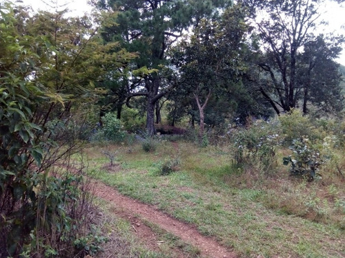 Imagen 6 de 6 de Terreno Rustico En Venta En La Localidad El Manzanillo