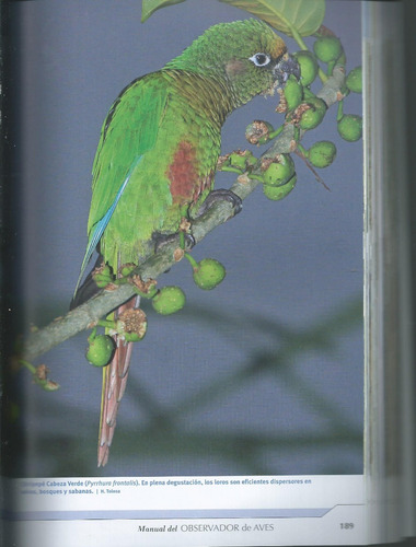 Manual Del Observador De Aves Libro Tito Narosky Bosso
