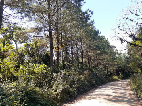 Imagem 9 de 30 de Fazenda A Venda No Bairro Colônia Murici Em São José Dos - 5836-1