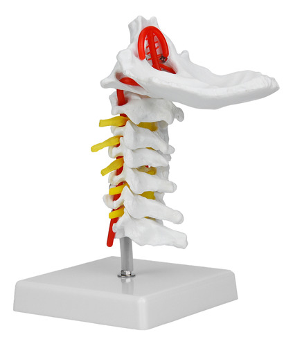 Modelo Cervical 1:1 Arteria Humana, Columna Vertebral Anatóm