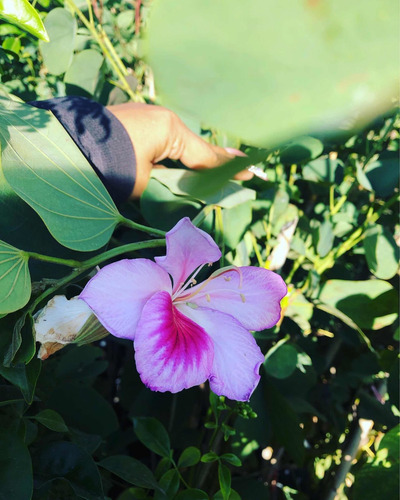 Árbol Orquídea Blanco , Rosa, Fiusha Y Morado De 1.70 Altura