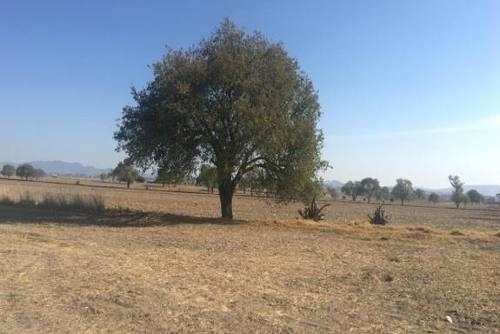 Imagen 5 de 5 de Terreno - San José Chiapa