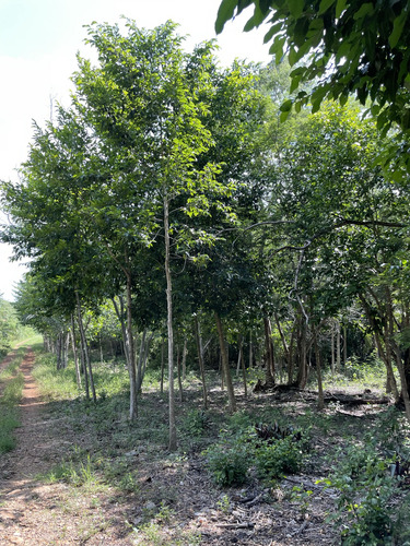 Venta De Finca De 103 Hectáreas A 24 Km De Mérida