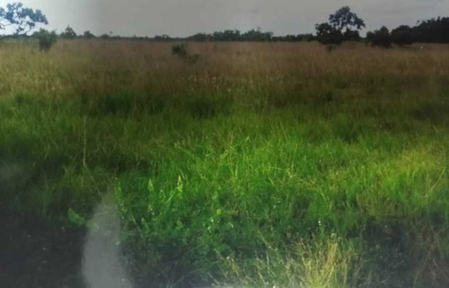 Imagen 4 de 8 de Tierras Para Engorde De Ganado En Guarico