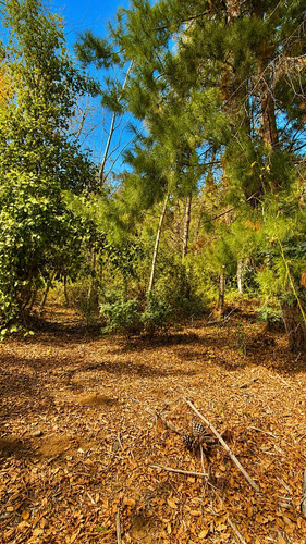 Vive En La Naturaleza Parcela De 10000mt2 En La Placeta