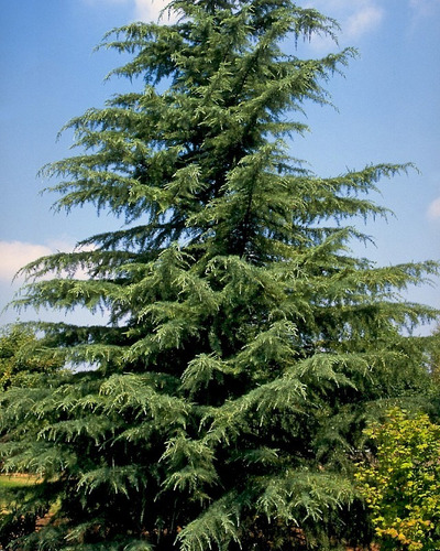 Imagen 3 de 6 de Pino Cedrus Deodara (ced.himal.) 30lts