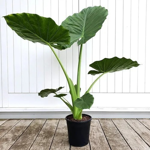 Imagen 1 de 9 de Alocasia Oreja De Elefante - Hermoso - E.gratis A Caba Y Gba