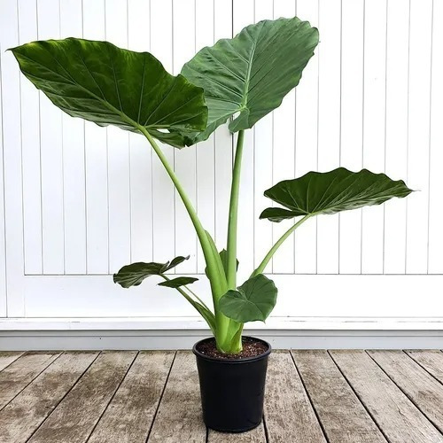 Alocasia Oreja De Elefante -calidad  Cert. - E/amba