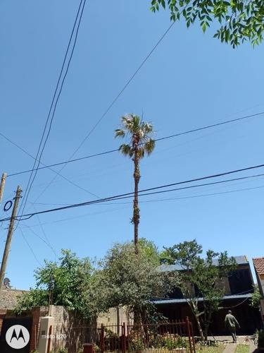 Imagen 4 de 5 de Poda En Altura Extraccióne Los Amigos