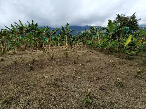 Se Vende Finca Quebradanegra Calarcá Quindío