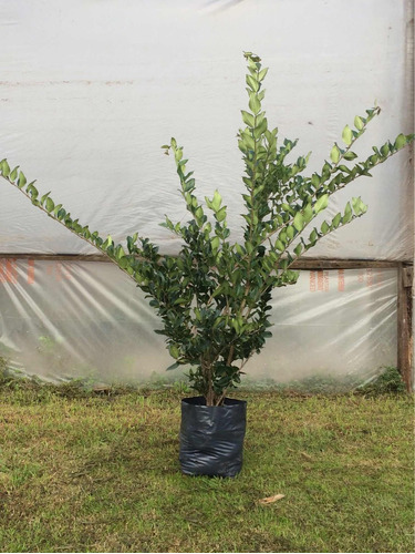 Olea Verde - Envase 10 Litros