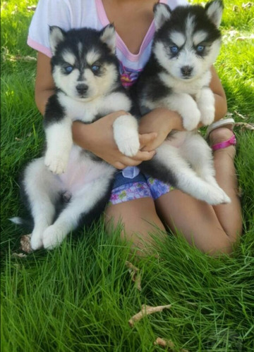 Cachorros Husky Siberiano Entregas En Todas Las Provincias 