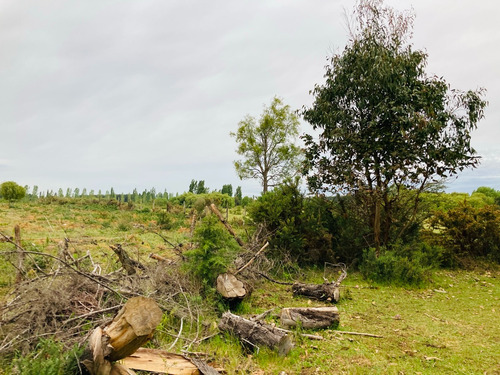 Sitio De 8 Ha Con 3 De Eucaliptus, En Sector Coreo-quilleco