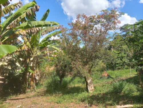 Imagem 14 de 30 de Sítio C/ Casa, Piscina, Pomar E Um Lindo Chalé Em Condomínio Rural Clube Juca Vieira C/ Área De 9.000 M², No Condomínio Clube Campestre Juca Vieira! - Oci0106 - 69677222