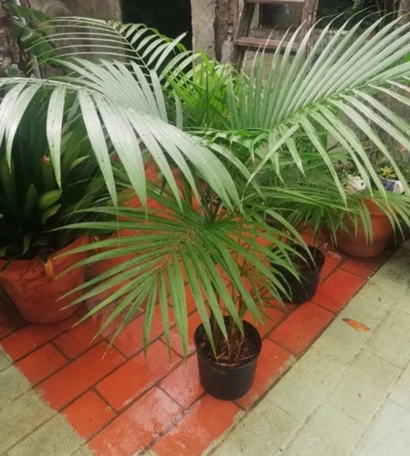 Planta Palmito Similar Areca