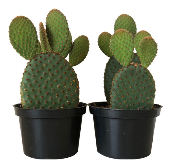 2 Suculentas Cacto Orelha De Mickey Opuntia Microdasys P11