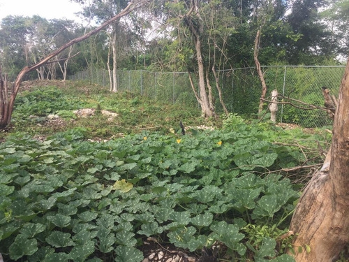 Imagen 9 de 30 de Hacienda En Venta - En San Antonio Tehuitz, Yucatán