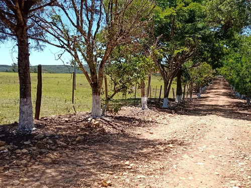 Imagem 2 de 20 de Sítio 6 Alqueires Em Angatuba Sp, Oportunidade... Com 2 Casas Sede E Caseiro... Sede 4 Quartos 3 Wc, Cozinha Sala Copa Lavanderia Garagem Para Até 3 Veículos, Barracão De Trato E L - St00008 - 687704