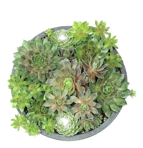 Cuenco De Maceta Sempervivum Vivo, Plantas Suculentas Semper