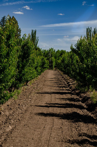 Finca En Venta En Tunuyán