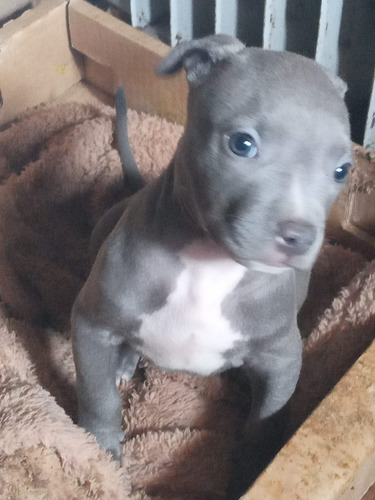 Cachorro Pitbull Blue 