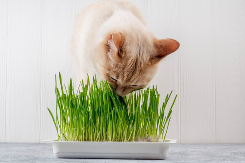 100 Semillas De Hierba Para Gatos