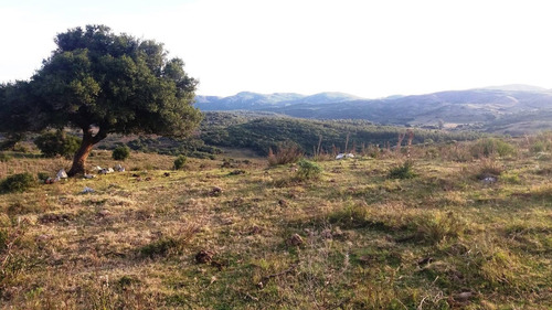 Imagen 10 de 30 de Campo 142 Hectareas Ganadero Forestal Lavalleja
