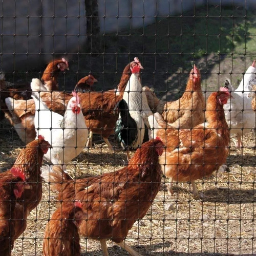 Malla Gallinera Pollera Inoxidable 2m X 10m Cuadro 6mm