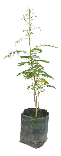 Arbol Tabachin De 3 A 4 Metros