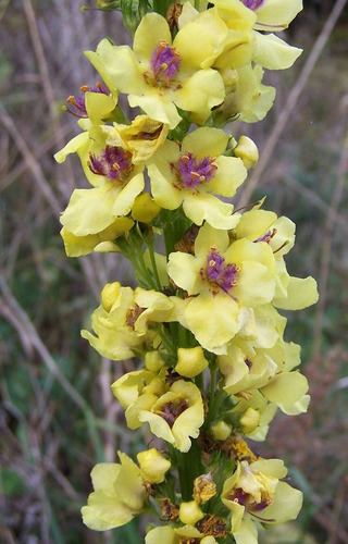 20 Semillas De Verbascum Nigrum Gordolobo Negro Flor Gigante