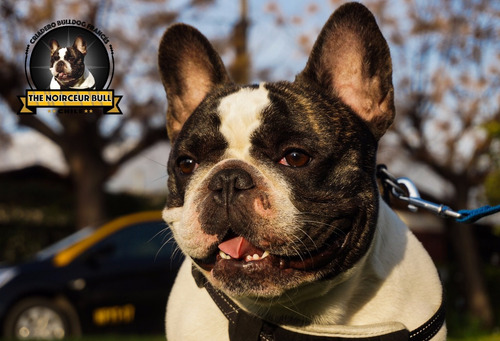 Espectacular Macho Bulldog Frances Servicio Stud