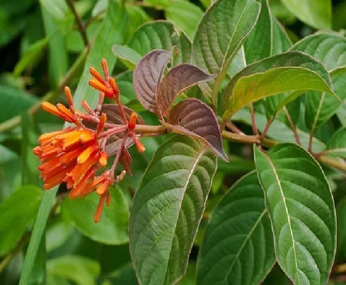 Té De Chacloco Tres Hojitas 250g