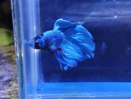 20 Betta Macho, Ótimo Oportunidade Para Revender,tá Acabando