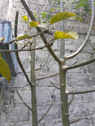 Arbol De La Vida - Lechero Africano Verde ( Planta )2.50 Mts