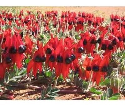 Semillas De Swainsona Formosa O Flor De Sangre