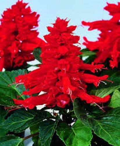 Salvia Splendens Alta Flor De Cardeal - 0,4g = 100 Sementes