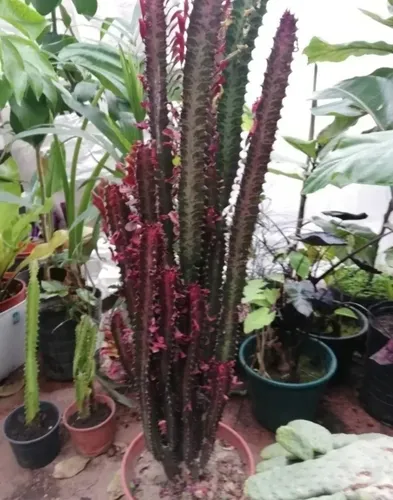 Cactus Euphorbia Trigona