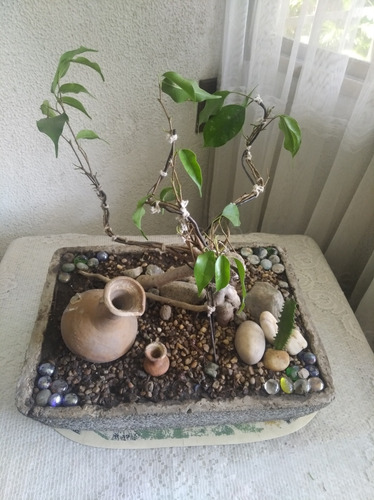 Bonsai 