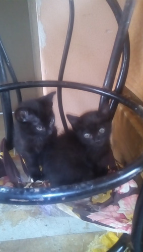 Gatito Macho Raza Bombay Negro