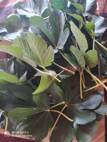 Hojas De Higo Frescas Para Te , Infusión X 500 Gr Medicinal
