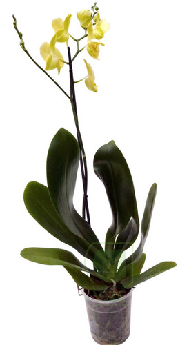 Orquídea